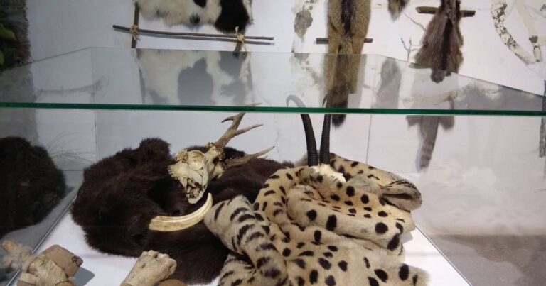 Museo Marca Camino de Santiago Frances 3 768x403