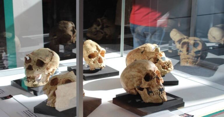 Museo Marca Camino de Santiago Frances 7 768x403