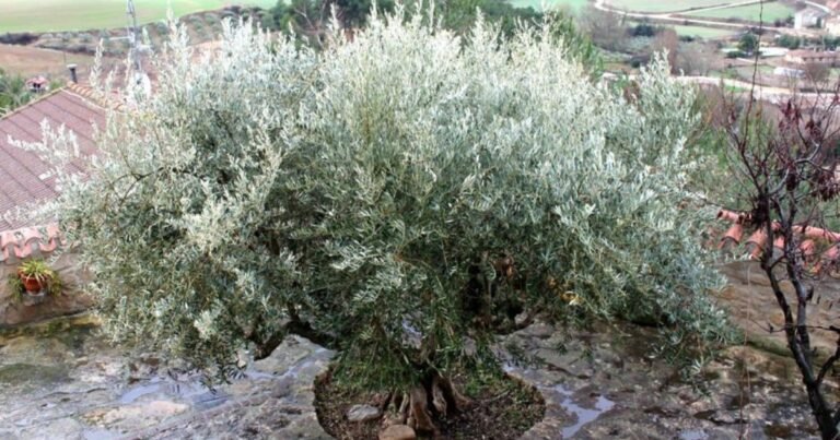 Casa Rural El Olivo de Sansol Camino de Santiago Frances 13 768x403