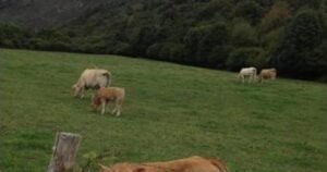 casa rural la posada nueva bizkarreta 06 vacas campo 300x158