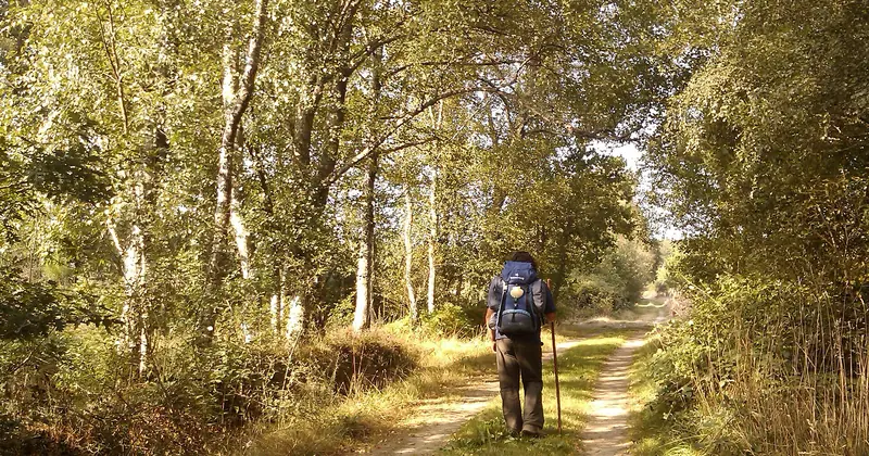 Peregrino en un camino entre árboles de la Terra Chá, entre Gontán y Vilalba, en el Camino del Norte